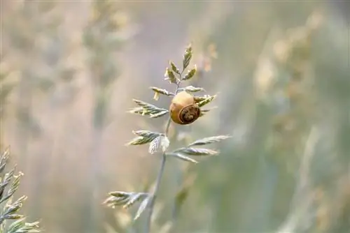 Reconèixer i identificar les plagues comunes de les plantes