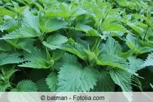 Nettle nroj tsuag