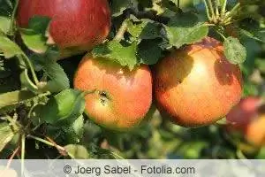 Apple sawfly - damage and control