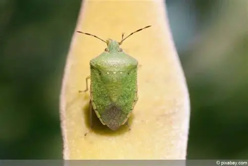 leaf bug