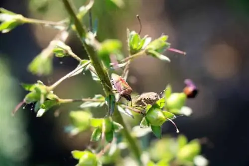 Lucha contra las chinches de las hojas: 7 remedios eficaces