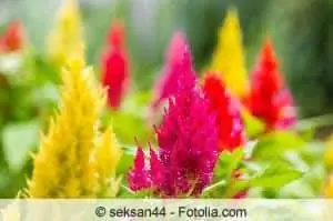 Brandy, Celosia-lajit – hoitovinkkejä