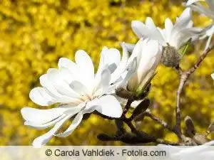 Populaire exotische planten in de tuin