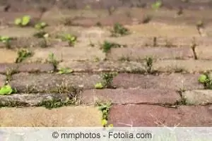 Weedex - ajuda contra ervas daninhas entre as pedras do pavimento