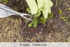 Vinaigre et sel contre les mauvaises herbes - qu'est-ce qui aide et qu'est-ce qui est autorisé ?