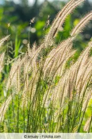 Pennisetum gräs