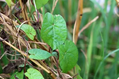 Cây bìm bì - Convolvulus arvensis