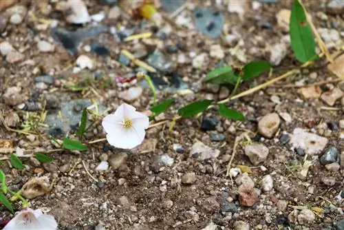 باندweed را از بین ببرید - اینگونه است که با bindweed مبارزه می کنید