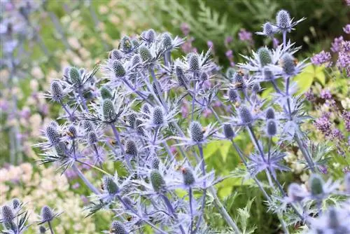 Man Litter - Eeryngium - Thistle