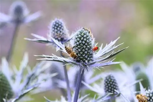 Removing thistles in the garden and lawn - the best means