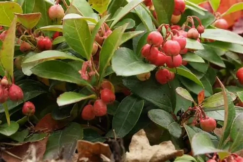 Baya falsa inferior - Gaultheria procumbens