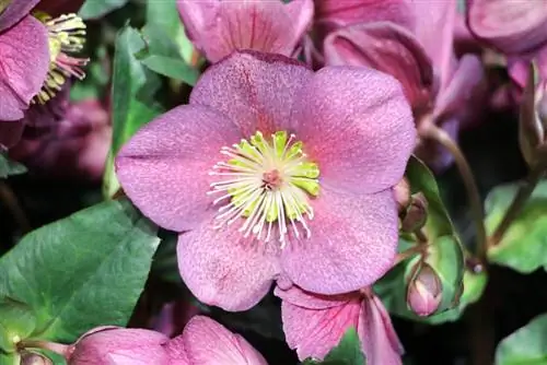 Krismasi rose - theluji rose - Helleborus niger