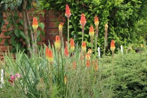 Flores de otoño para balcones y terrazas: las plantas perennes más hermosas