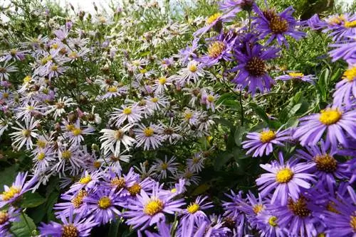 As mais belas flores de outono - plantas perenes resistentes e muito mais