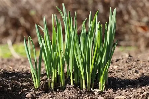 Plant knoffel uit naeltjies - instruksies om vas te plak