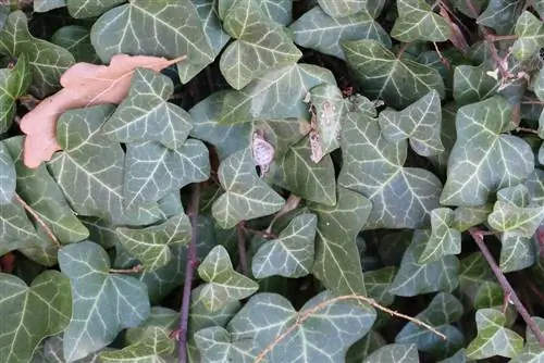 Climbing ivy - Hedera helix