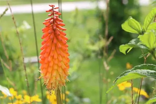 Ideeën voor planten in containers in de herfst - vaste planten, grassen & Co