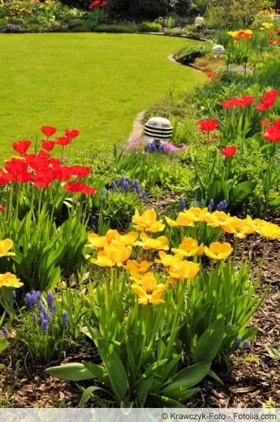 Adakah tulip beracun? Maklumat tentang daun dan bunga tulip