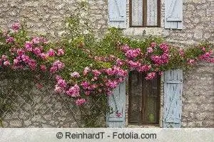 climbing roses