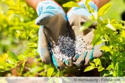 Күзде раушан, бұта және қылқан жапырақты өсімдіктерді дұрыс ұрықтандыру