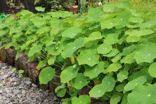 Oost-Indische kers - Tropaeolum