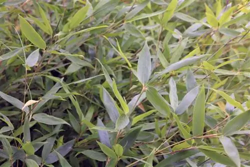 Bambu har gula blad och bruna spetsar - vad ska man göra?