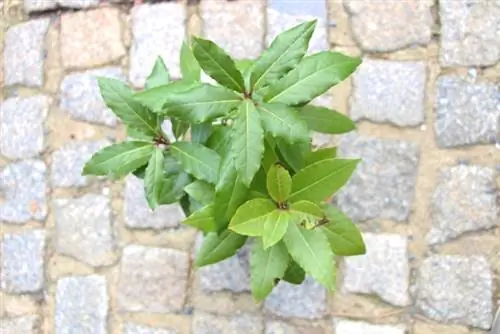 Spiced laurel