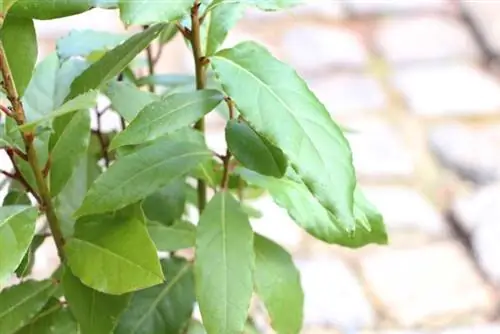 Spiced laurel