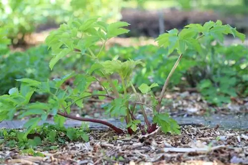 Angelica - 'Angelica Archangelica'