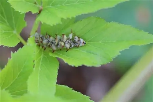 Angelica, Angelica archangelica - dikim ve bakım