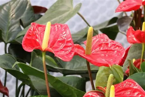 Floare de flamingo, anthurium - aceasta ajută la frunzele galbene/maronii