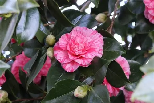 Camelia - Camelia