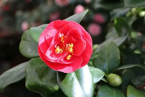 Camelia - Camelia