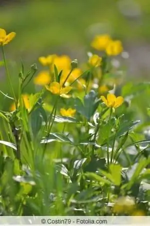 Marsh marigold