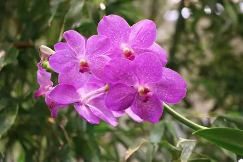 Orchidaceae - กล้วยไม้แวนด้า