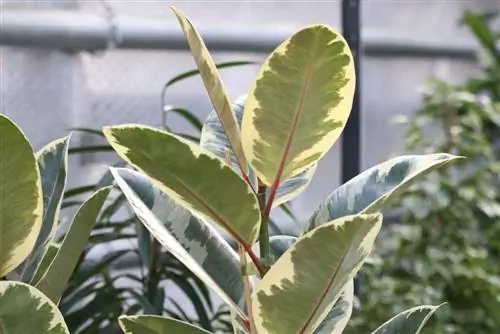 Taglio dell'albero della gomma - Ficus