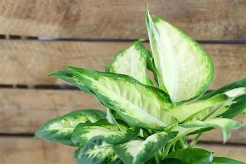 Dieffenbachia адамдарга жана үй жаныбарларына уулуубу?