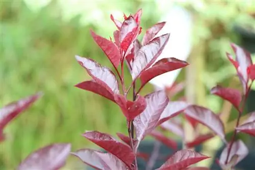 Dwarf blood plum, Prunus cistena, cherry plum