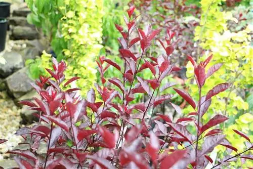 Švestka trpasličí, Prunus cistena - péče a řezání