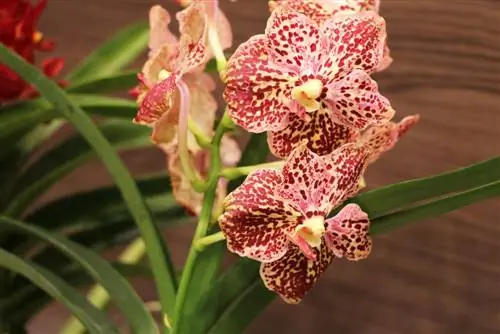 Orchidaceae - Orchids Vanda