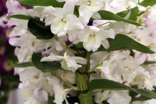 Orchidaceae - Orquídea Dendrobium