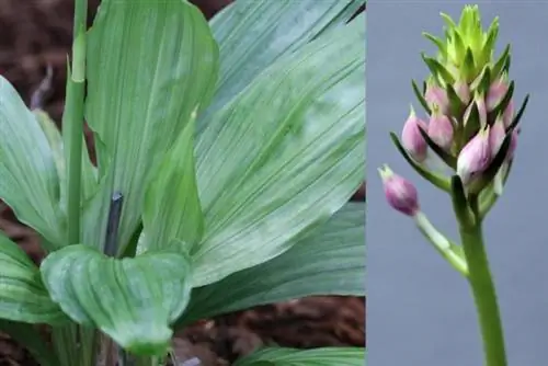 Orkide - Calanthe Rozel 'kardinal'