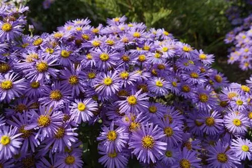 Aster musim gugur, aster musim dingin - tips perawatan, pemotongan, dan perbanyakan