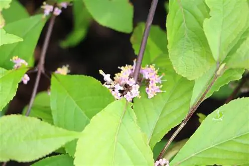 Bonica fruita - arbust de perles d'amor - Callicarpa bodinieri