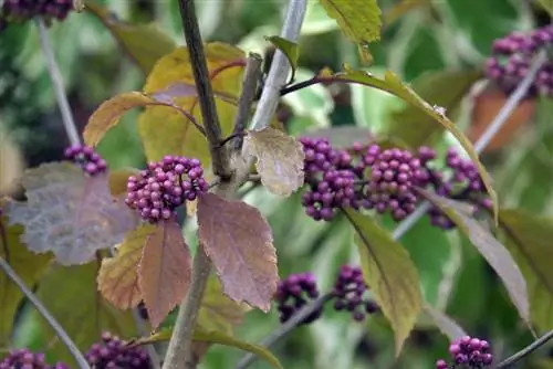 የሚያምር ፍሬ - የፍቅር ዕንቁ ቁጥቋጦ - Callicarpa giraldii