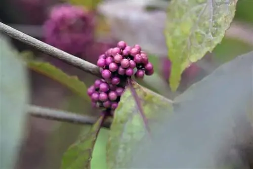 Mooie fruitsoorten en verzorgingstips