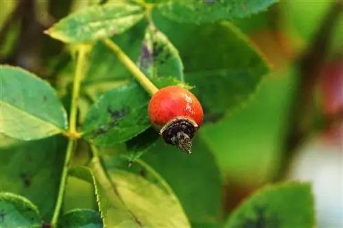 Planting rose hips - location, care, harvesting and drying