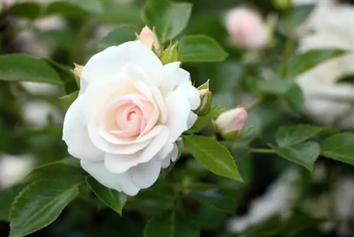 Cura adeguata delle rose in vaso: così le mini rose durano più a lungo