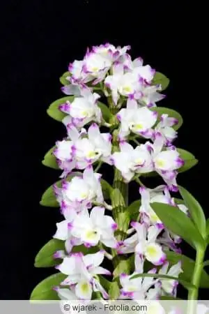 orquídea