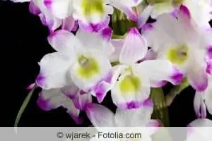 Orchideeën correct verplanten - instructies